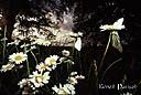 038papillons sous fleurs.jpg